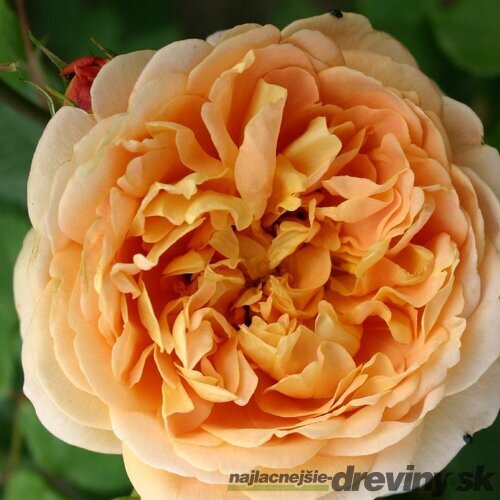 Ruža popínavá Chippendale Gold, výška 90/110 cm, v črepníku 7l Rosa Chippendale Gold