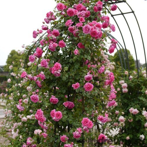 Ruža popínavá Crazy in Love Pink, výška 60/80 cm, v črepníku Rosa Crazy in Love Pink