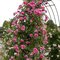 Ruža popínavá Crazy in Love Pink, výška 60/80 cm, v črepníku Rosa Crazy in Love Pink