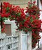 Ruža popínavá Crazy in Love Red, výška 60/80 cm, v črepníku Rosa Crazy in Love Red