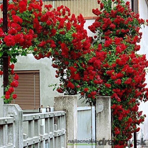 Ruža popínavá Crazy in Love Red, výška 60/80 cm, v črepníku Rosa Crazy in Love Red