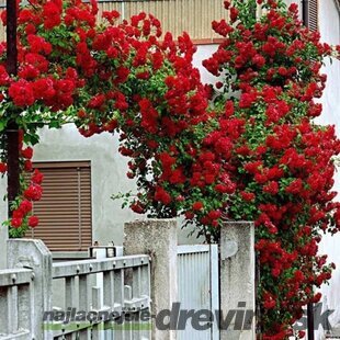Ruža popínavá Crazy in Love Red, výška 60/80 cm, v črepníku Rosa Crazy in Love Red