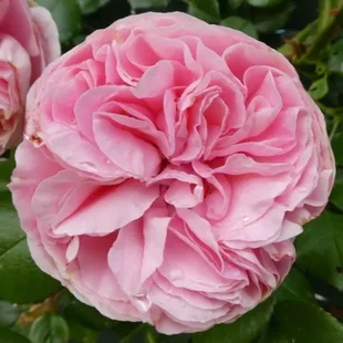 Ruža popínavá Giardina, v črepníku 6l Rosa Giardina