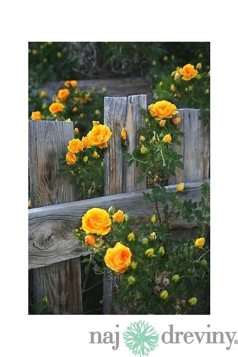 Ruža popínavá Golden Gate®, v črepníku Rose Golden Gate