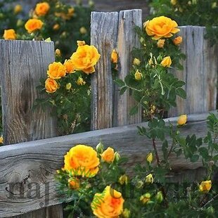 Ruža popínavá Golden Gate®, v črepníku Rose Golden Gate
