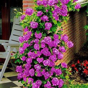 Ruža popínavá Indigoletta, v črepníku 5l Rosa Indigoletta