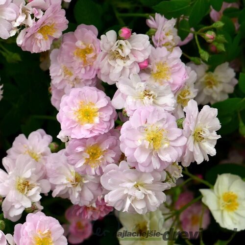 Ruža popínavá Little Rambler, v črepníku 6l Rosa Little Rambler