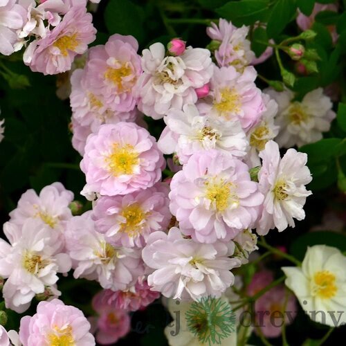 Ruža popínavá Little Rambler, v črepníku 6l Rosa Little Rambler