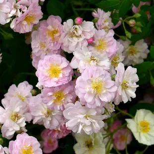 Ruža popínavá Little Rambler, v črepníku 6l Rosa Little Rambler
