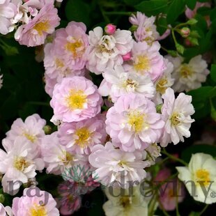 Ruža popínavá Little Rambler, v črepníku 6l Rosa Little Rambler