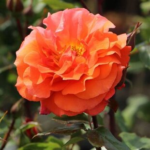 Ruža popínavá Naranga, v črepníku 15l Rosa Naranga
