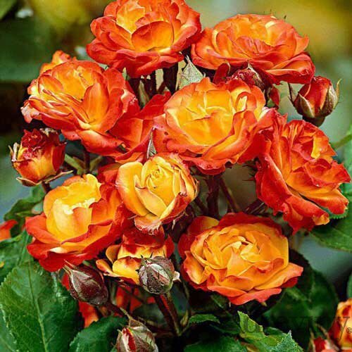 Ruža popínavá oranžová Rumba, výška 60/80 cm , v črepníku 3 litre Rosa Rumba