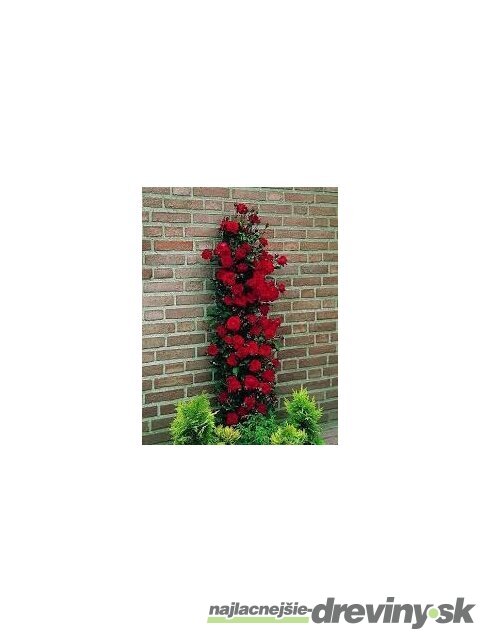 Ruža popínavá Paul Scarlet 60/80 cm , v črepníku 3 litre Rosa Scarlet