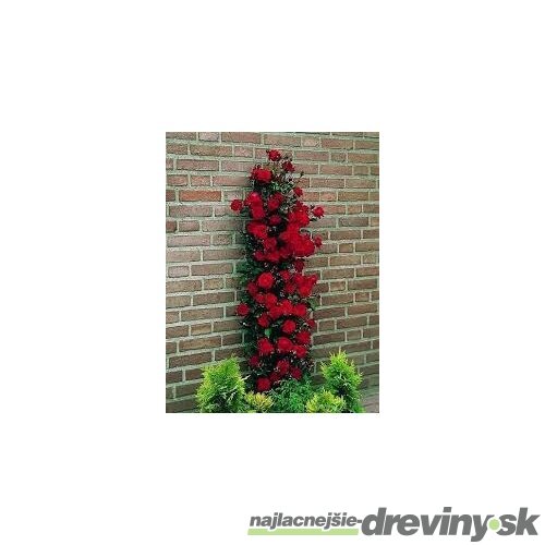 Ruža popínavá Paul Scarlet 60/80 cm , v črepníku 3 litre Rosa Scarlet