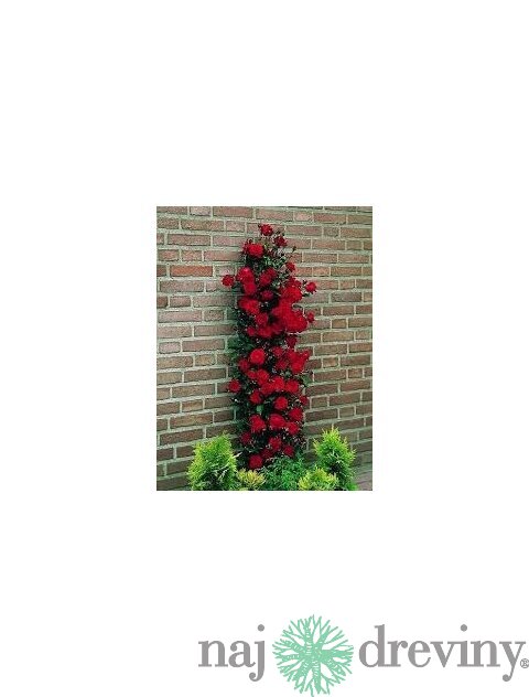 Ruža popínavá Paul Scarlet 60/80 cm , v črepníku 3 litre Rosa Scarlet
