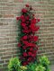 Ruža popínavá Paul Scarlet 60/80 cm , v črepníku 3 litre Rosa Scarlet