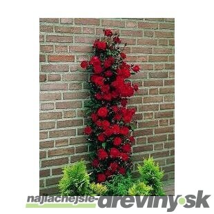 Ruža popínavá Paul Scarlet 60/80 cm , v črepníku 3 litre Rosa Scarlet