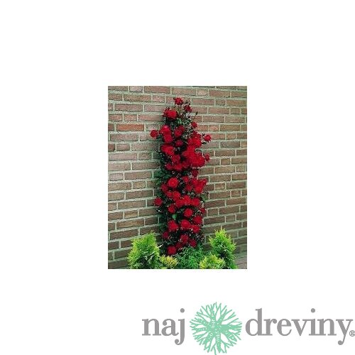 Ruža popínavá Paul Scarlet 60/80 cm , v črepníku 3 litre Rosa Scarlet
