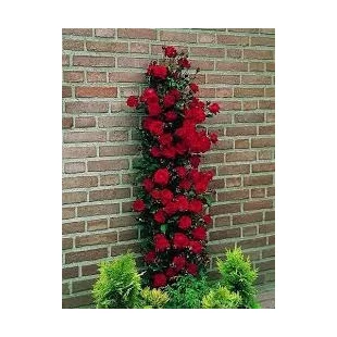Ruža popínavá Paul Scarlet 60/80 cm , v črepníku 3 litre Rosa Scarlet