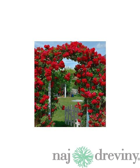 Ruža popínavá Paul Scarlet červená, v črepníku 2 litre Rose Paul Scarlet