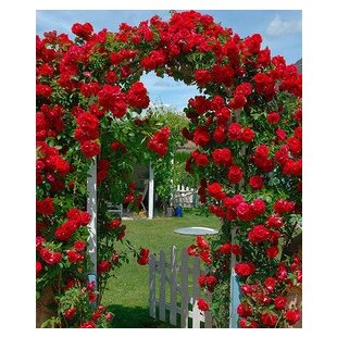 Ruža popínavá Paul Scarlet červená, v črepníku 2 litre Rose Paul Scarlet