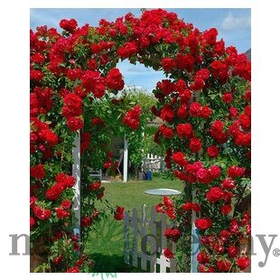 Ruža popínavá Paul Scarlet červená, v črepníku 2 litre Rose Paul Scarlet