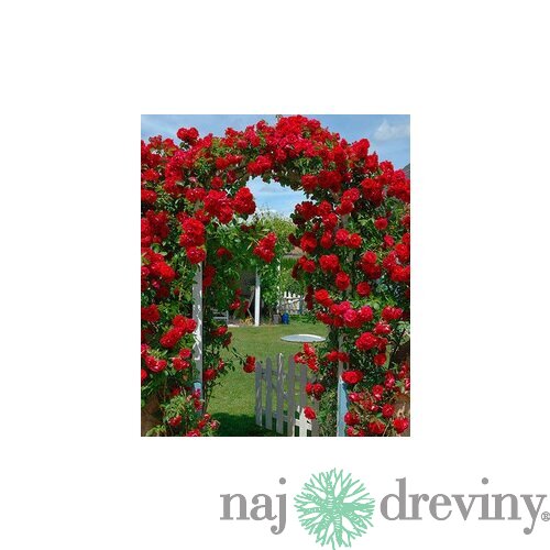 Ruža popínavá Paul Scarlet červená, v črepníku 2 litre Rose Paul Scarlet