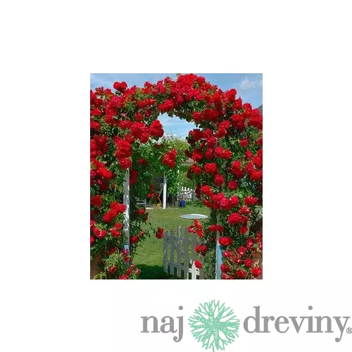 Ruža popínavá Paul Scarlet červená, v črepníku 2 litre Rose Paul Scarlet