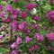 Ruža popínavá Perennial Blue, v črepníku 7l Rosa Perennial Blue