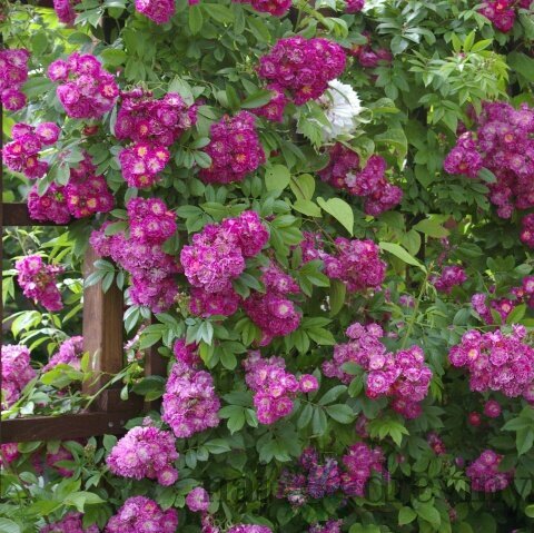 Ruža popínavá Perennial Blue, v črepníku 7l Rosa Perennial Blue
