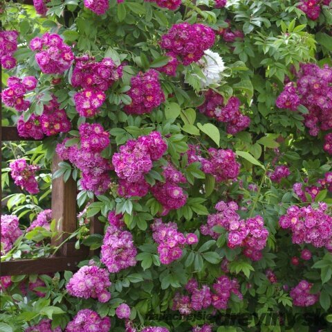 Ruža popínavá Perennial Blue, v črepníku 7l Rosa Perennial Blue