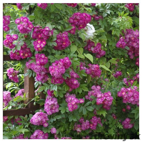 Ruža popínavá Perennial Blue, v črepníku 7l Rosa Perennial Blue