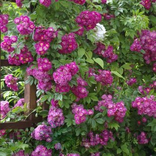 Ruža popínavá Perennial Blue, v črepníku 7l Rosa Perennial Blue