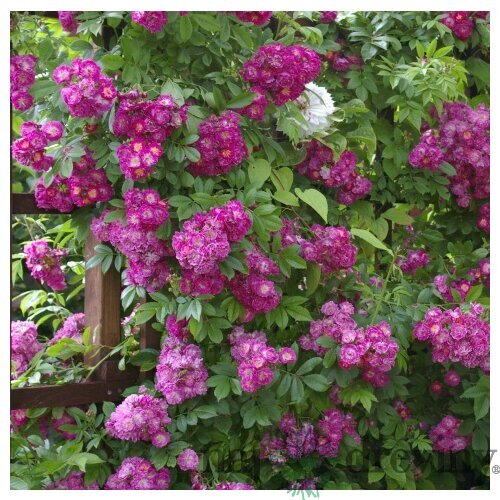 Ruža popínavá Perennial Blue, v črepníku 7l Rosa Perennial Blue