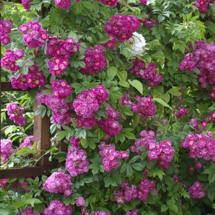 Ruža popínavá Perennial Blue, v črepníku 7l Rosa Perennial Blue