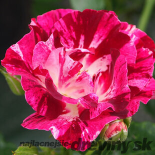 Ruža popínavá Purple Splash (Oh Wow®), v črepníku 6l Rose Purple Splash (Oh Wow®)