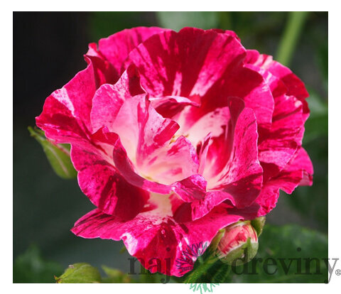 Ruža popínavá Purple Splash (Oh Wow®), v črepníku 6l Rose Purple Splash (Oh Wow®)