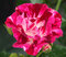 Ruža popínavá Purple Splash (Oh Wow®), v črepníku 6l Rose Purple Splash (Oh Wow®)