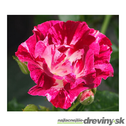 Ruža popínavá Purple Splash (Oh Wow®), v črepníku 6l Rose Purple Splash (Oh Wow®)