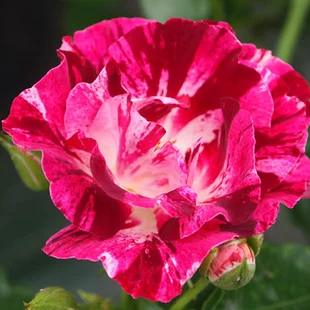 Ruža popínavá Purple Splash (Oh Wow®), v črepníku 6l Rose Purple Splash (Oh Wow®)