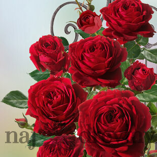 Ruža popínavá Red Flame ®, v črepníku 5l Rose Thats Jazz