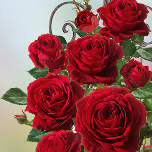 Ruža popínavá Red Flame ®, v črepníku 6l Rose Thats Jazz