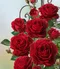 Ruža popínavá Red Flame ®, v črepníku 6l Rose Thats Jazz