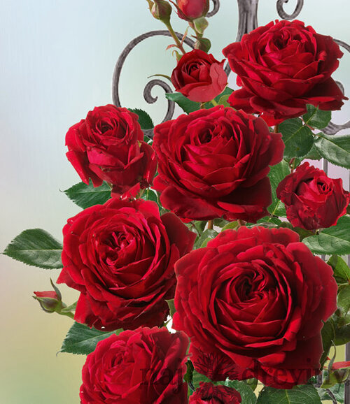 Ruža popínavá Red Flame ®, v črepníku 6l Rose Thats Jazz