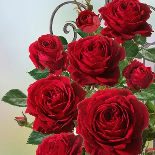 Ruža popínavá Red Flame ®, v črepníku 6l Rose Thats Jazz