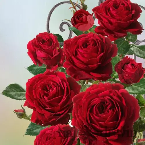 Ruža popínavá Red Flame ®, v črepníku 6l Rose Thats Jazz