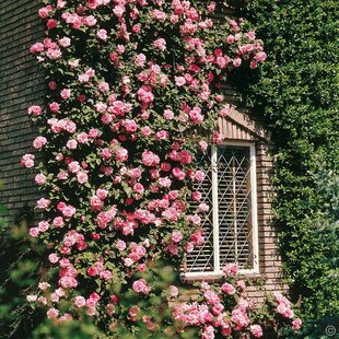 Ruža popínavá ružová Pink Cloud, v črepníku 2l Rosa Coral Dawn