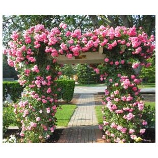 Ruža popínavá ružová, v črepníku 3l Rosa pink