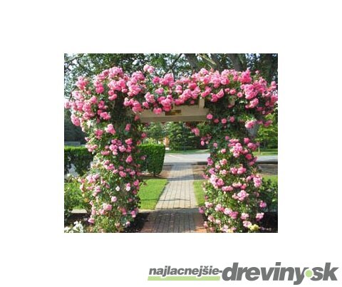 Ruža popínavá ružová, v črepníku 3l Rosa pink