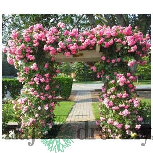Ruža popínavá ružová, v črepníku 3l Rosa pink